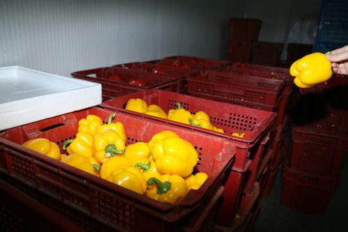 持續嚴寒中的上海果蔬大棚 果菜葉菜豐收忙，苗木茁壯成長