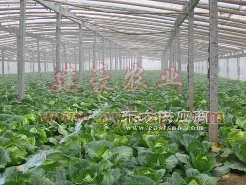 復合材料蔬菜大棚骨架 引領現(xiàn)代農(nóng)業(yè)設施升級