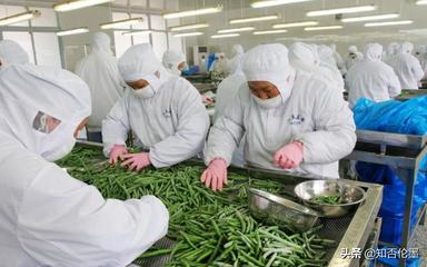 農(nóng)村辦廠新機(jī)遇 精選蔬菜深加工項目，開啟致富快車道