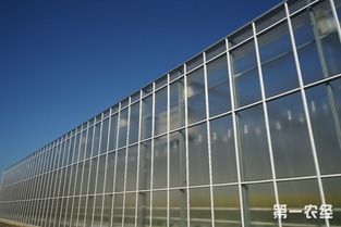 歸園新農(nóng)人 80末“富二代”留學(xué)歸來，打造歐荷生態(tài)小番茄的綠色夢想